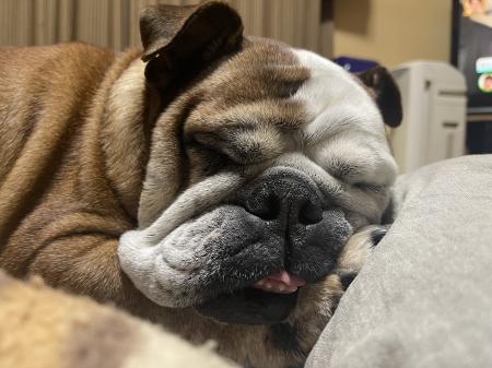 ぶるお記事画像