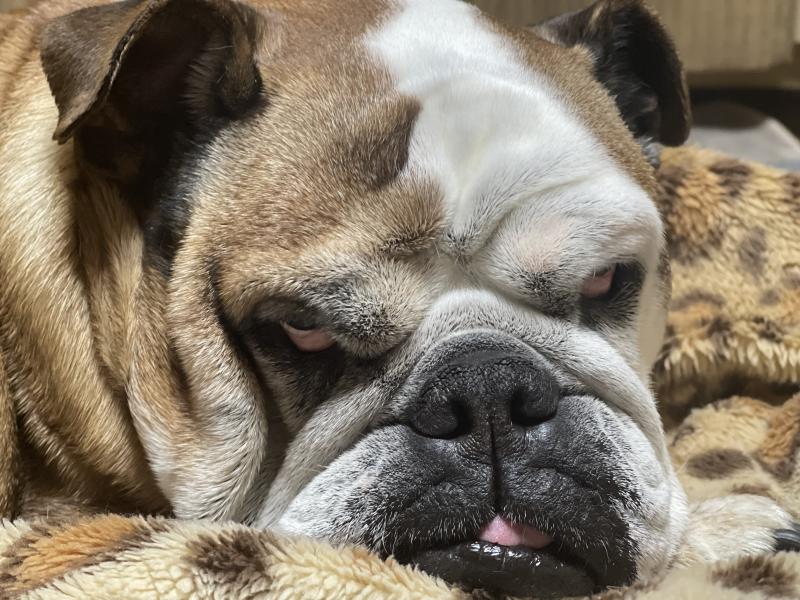 ぶるお記事画像