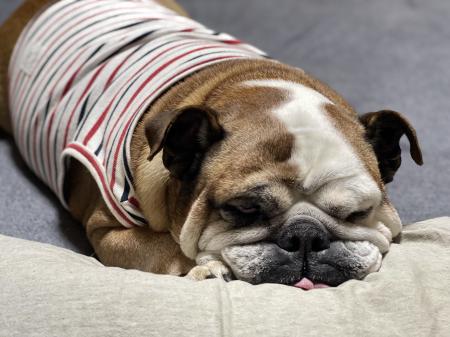 ぶるお記事画像