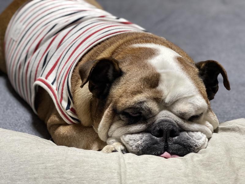 ぶるお記事画像