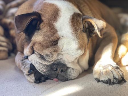 ぶるお記事画像