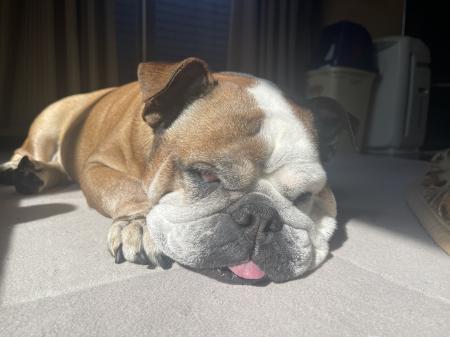 ぶるお記事画像