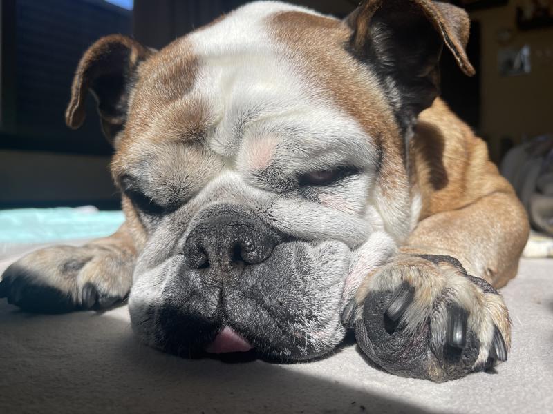 ぶるお記事画像