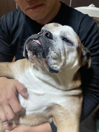 ぶるお記事画像