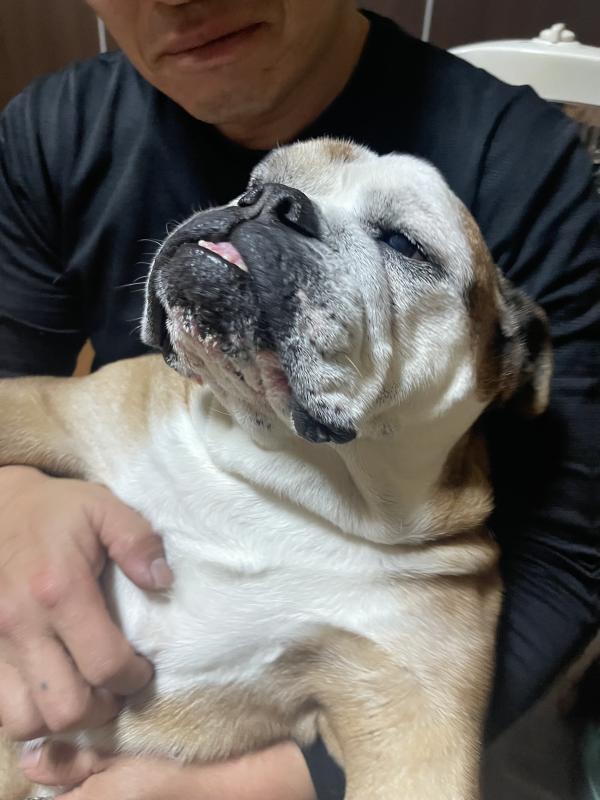 ぶるお記事画像