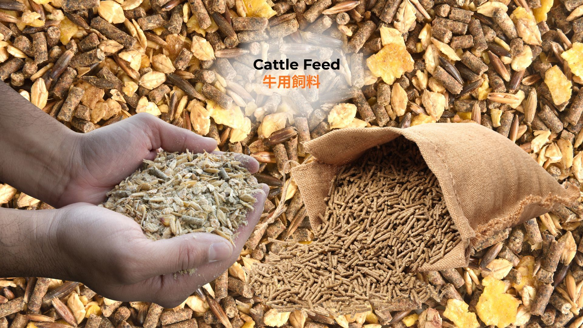 記事コンテンツ画像