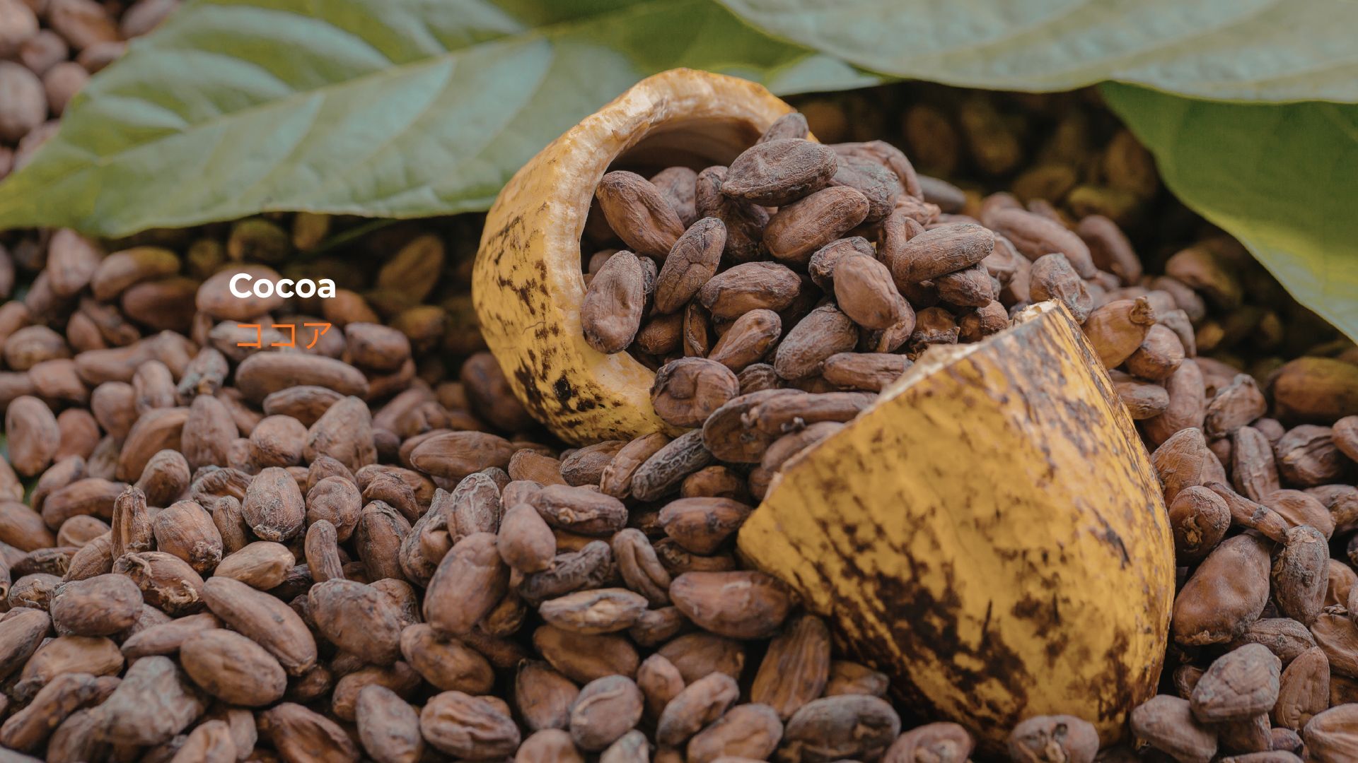 記事コンテンツ画像