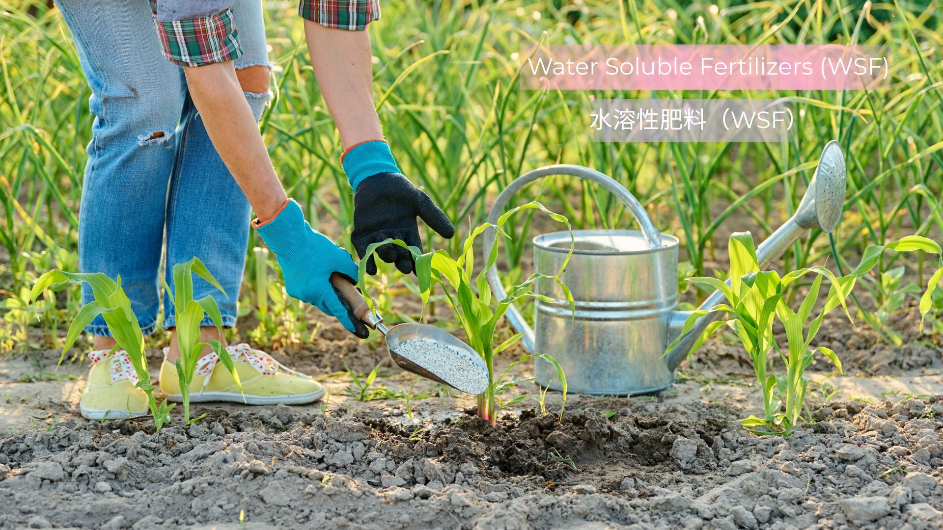 記事コンテンツ画像